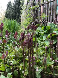 Image result for Clematis recta atropurpurea