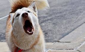 If you are unable to find your companion in our dogs for adoption sections, please consider looking thru the directory of rescue organizations, to see if they have any current dogs for adoption listings. Texas Husky Rescue