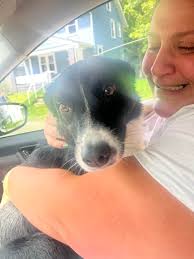 Willow found safe in Stark County