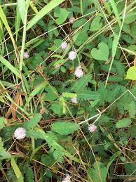 Image result for Rhynchosia procurrens