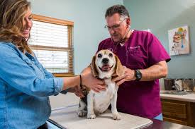 Animals, history, traveling and more. Friendship Veterinary Center Inc