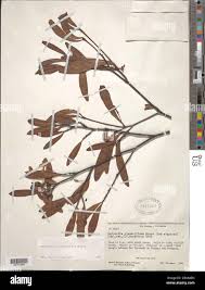 Image result for Malouetia