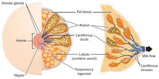 Anatomy And Physiology Of The Female Reproductive System