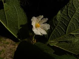 Image result for Buchnerodendron