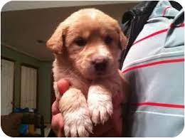 Greenfield puppies has puppies for sale in pa! Baton Rouge La Golden Retriever Meet Sunshine A Pet For Adoption