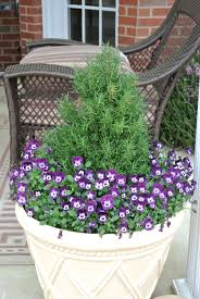 Mums are a hardy perennial plant best planted in the spring, but mums that are sold in garden centers in the autumn are really being treated as annuals. Pin By Ms How To You Lcsw On Green Thumb Container Plants Container Gardening Rosemary Plant