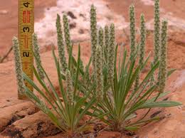 Image result for Plantago