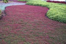 Thymus Praecox Coccineus Creeping Thyme Red Creeping Thyme Pink Lawn Mowing