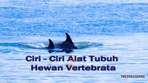 Maybe you would like to learn more about one of these? Hewan Vertebrata Pengertian Klasifikasi Ciri Dan Contoh