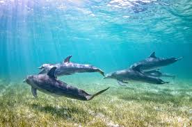Image result for Dolphins