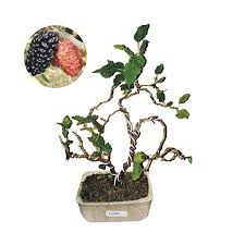 Jual Bibit Tanaman Murah Bonsai Murbei Pulau Jawa Online Januari 2021 Blibli