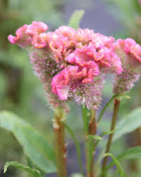 Image result for Celosia argentea