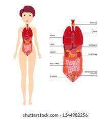 Science deals with females during pregnancy ,labor. Female Human Anatomy Internal Organs Diagram Stock Vector Royalty Free 1344982256