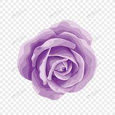 Rose Roses Cartoon Roses Beautiful Roses Bright Roses Flowers Beautiful Roses Purple Roses Rose Purple Roses Pink Rose Flower