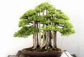 10 Pohon Bonsai Termahal Di Dunia Yang Indah Unik Dan Langka
