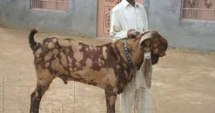Pure Beetal Goat For Sale Goats For Sale Beetal Goat Goats