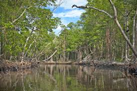 Appeals for Everglades