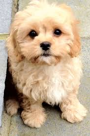 Cavapoo puppies can take on the physical attributes of either cavalier king charles spaniels or poodles, and it's hard to predict which breed they'll take after more. Teacup Cavapoo Mn