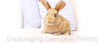 Check spelling or type a new query. Rabbits Need Exercise Get Their Bunny Buns Moving Small Pet Select