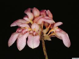 Image result for Bulbophyllum sandersonii