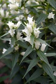 Image result for Gentiana asclepiadea alba