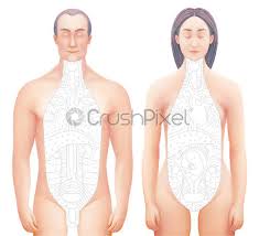 This diagram depicts picture of the female body 744×992 with parts and labels. Human Body Anatomy Medical Sectional Structure Man Isolated Stock Vector Crushpixel