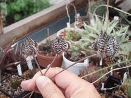 See green leaves emerge within days. All You Wanted To Know About Haworthias Gasterias And Astrolobas Propagation