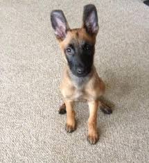 I fostered an older malinois puppy whose owners could not handle anymore due to her aggression toward their older dog. Belgian Malinois For Sale Florida Petfinder