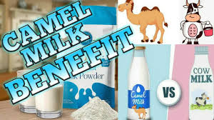 How about this health benefits of drinking camel milk? Benefit Of Camel Milk Height Growth Muscle Building Youtube