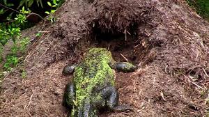 Alligator nest stock photos and images. The Birth Of Baby Alligators Youtube
