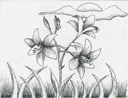 Flower Cross Hatching Hatch Drawing Sketches Drawings