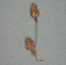 Image result for Fimbristylis quinquangularis