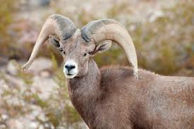 Image result for desert bighorn sheep death valley