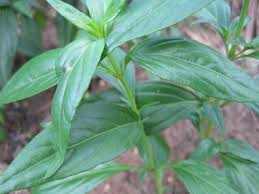 Whole plant,leaves, flowering tops, essential oil, seeds, root, whole plant. Philippine Medicinal Herbs Herbanext Laboratories Inc