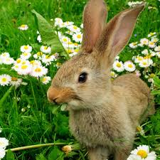 Mein Name Ist Hase Ich Weiss Von Nichts Geolino