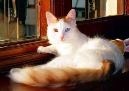 все породы кошек с фотографиями и названиями по алфавиту Cat Google Search Turkish Van Cats Cats Turkish Van