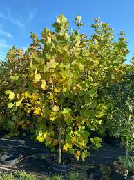 Image result for Platanus