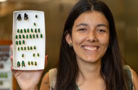 Beyond bees: Guatemalan entomology student turns to WSU for learning and  help