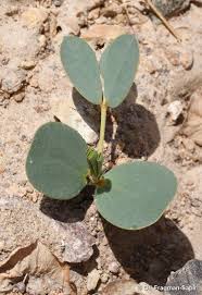 Image result for Senna italica