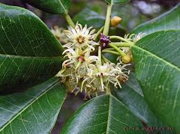 Image result for Manilkara koechlinii