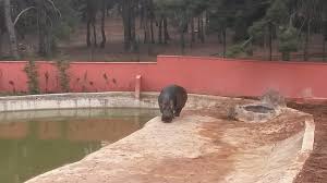 Gaziantep hayvanat bahçesi, 27010 gaziantep şahinbey, gaziantep province, turkey 27010. Gaziantep Hayvanat Bahcesi Aufnahme Von Gaziantep Zoo Tripadvisor