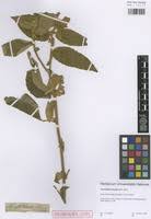 Image result for Triumfetta tomentosa