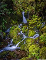 We are a community centered around lake quinault and surrounded by temperate rain forest. Waterfalls Streams Of The Quinault Rain Forest Murali Narayanan Photography