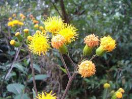 Image result for Gynura pseudochina