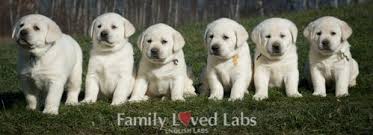 Black And White Labrador Puppy Beautiful White English Lab Puppies Litter Of 6 Elsa And Dickens Litter Black Nose Labrador Labrador Puppy English Lab Puppies Lab Puppies English Lab