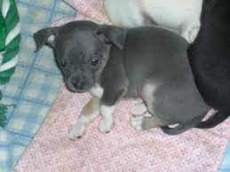 Our chihuahua puppies have perfect little appleheads and short muzzles! Chihuahua Puppies In Michigan