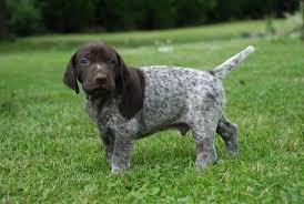 Image result for německý ohař krátkosrstý