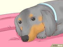 How to draw a dog that's cute enough to pet. 4 Ways To Tell If Your Dog Is In Heat Wikihow