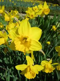 Large Cupped Narcissus California Spring Perennials Daffodils Flower Guide