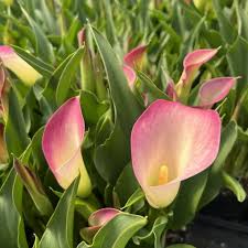 Image result for Zantedeschia